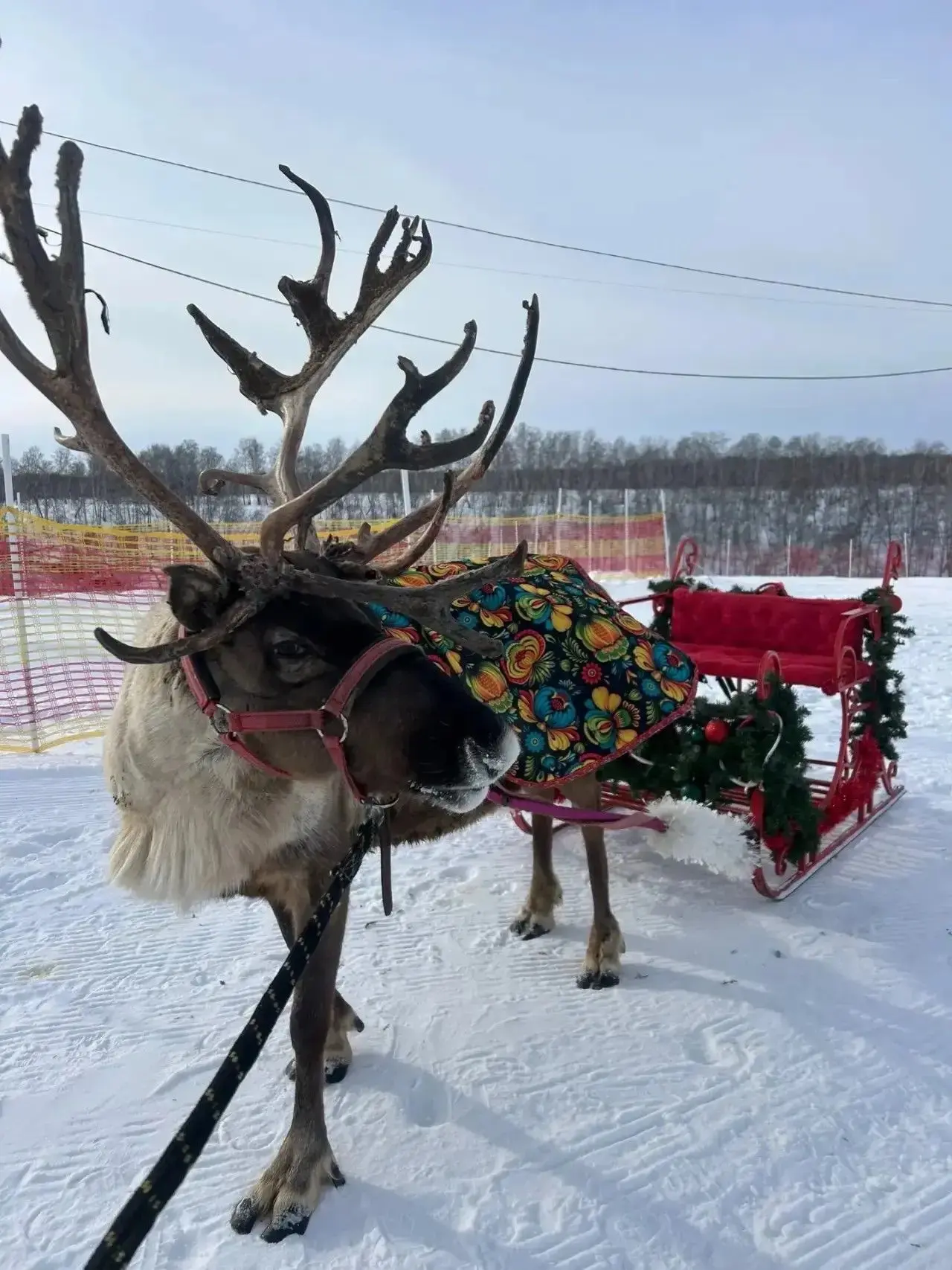 Катаем гостей на упряжке с оленем!